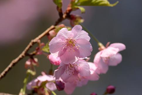 DSC_1494sss.jpg
