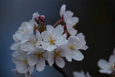 DSC_1568sss.jpg