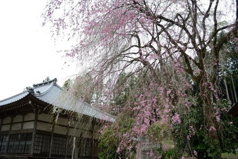 DSC_2468sss.jpg