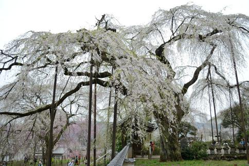 DSC_2469sss.jpg