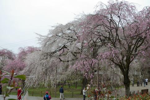 DSC_2487sss.jpg