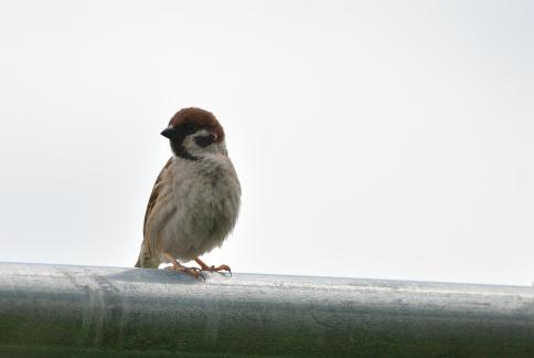 DSC_2878sss.jpg