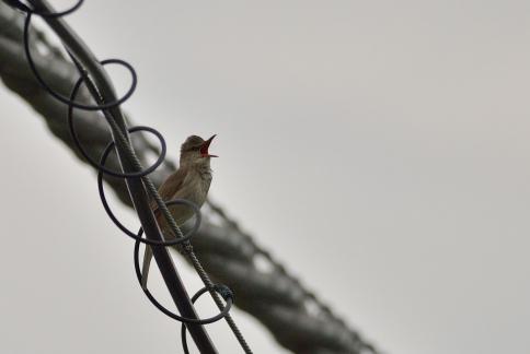 DSC_2899sss.jpg