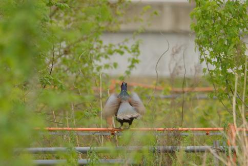 DSC_2902sss.jpg