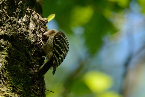 DSC_2966sss.jpg