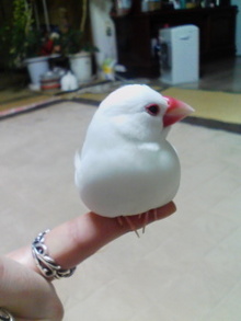 ○●塩素とキャラメル味○●-080125_0019~03.jpg