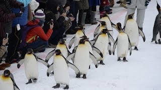 旭山動物園「ペンギンの散歩」