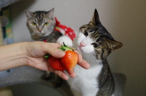 いちご部長といちご姫06