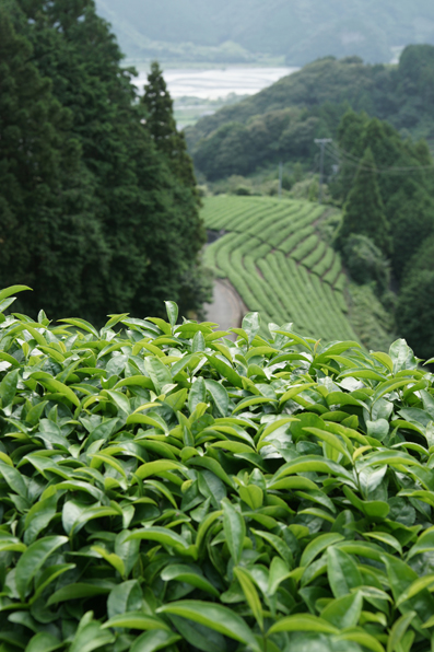 DSC06879-繁田さん高山の茶園-無農薬有機栽培