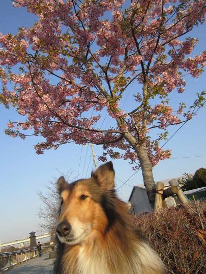 河津桜