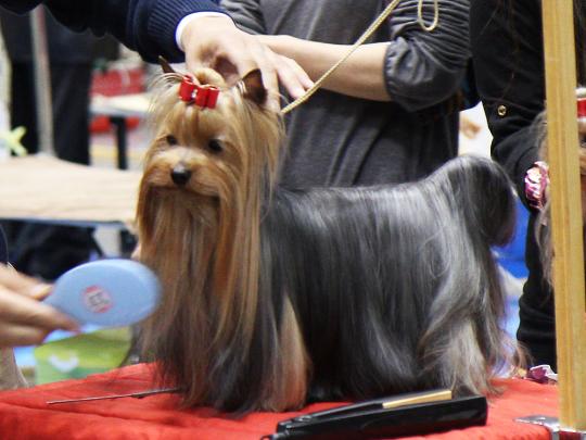 おしゃれ中