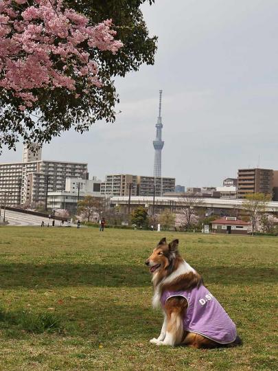新しい風景