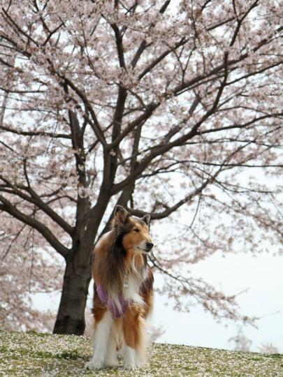 今年最後の桜
