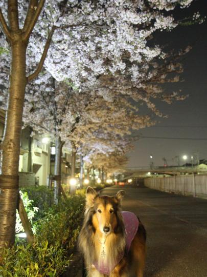 桜色の洋服