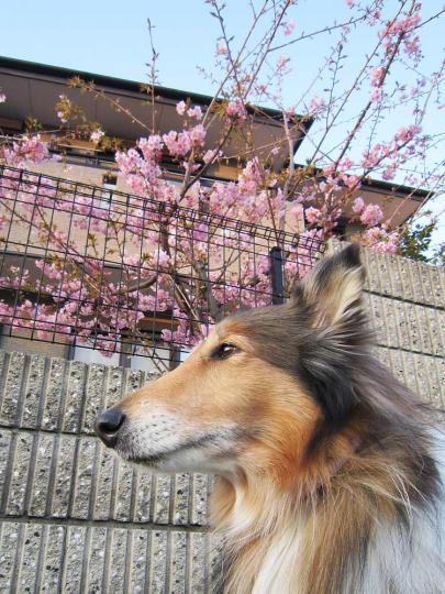 河津桜