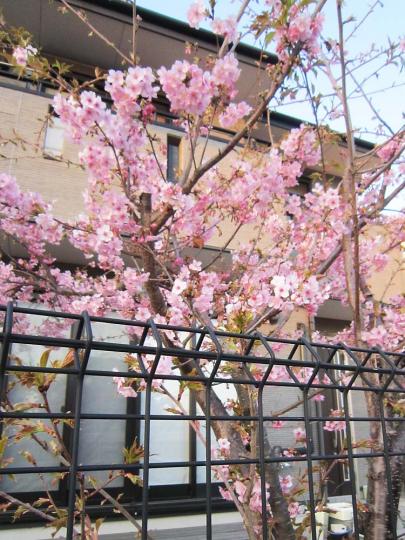 河津桜