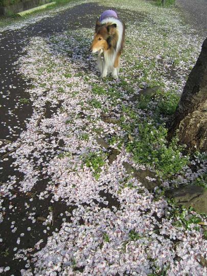 桜絨毯
