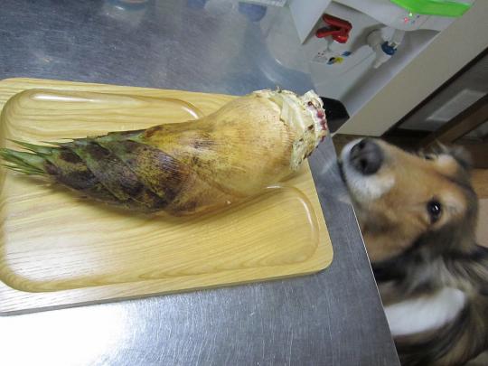 お出かけの理由