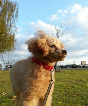 20131203192839b2c.jpg