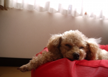 P1010257.jpg