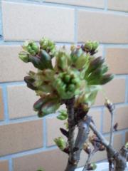 2012032803