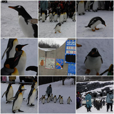 ペンギンパレード