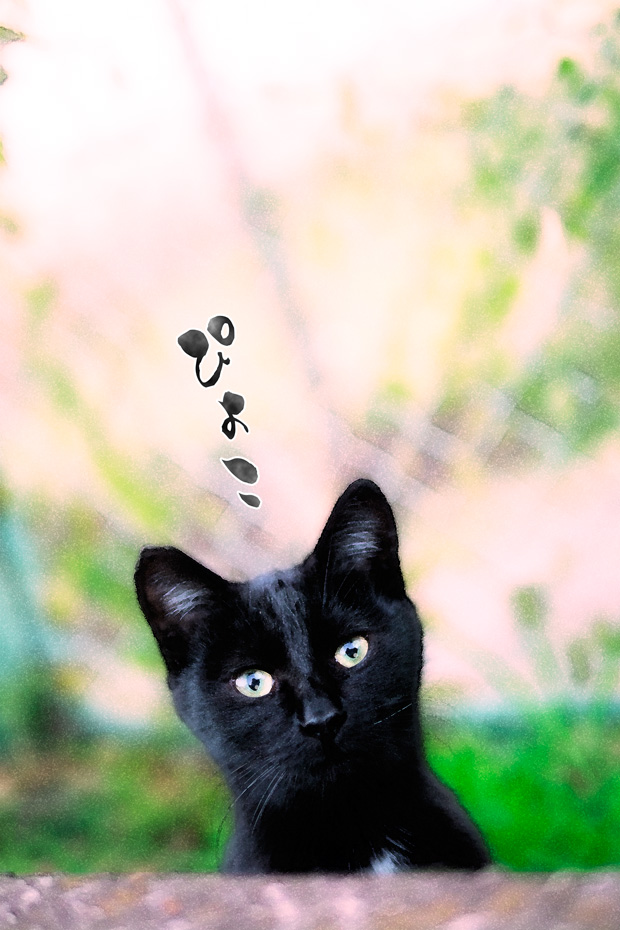 黒仔猫