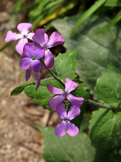 00goudasou_11_08_29.jpg