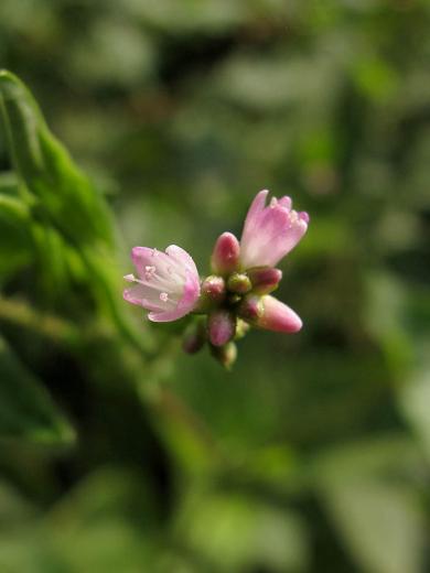 04mamako_11_09_01.jpg
