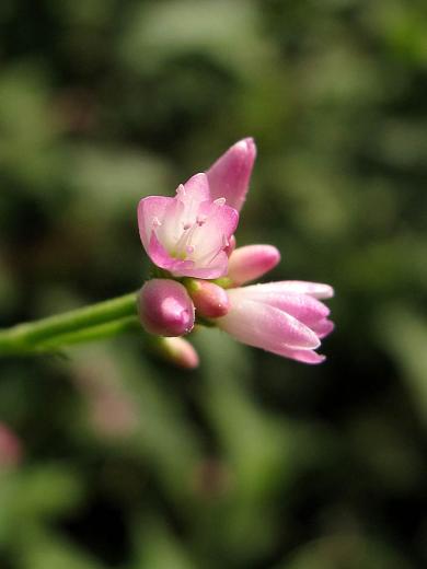 05mamako_11_09_01.jpg