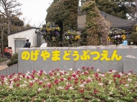 のげやま (12)