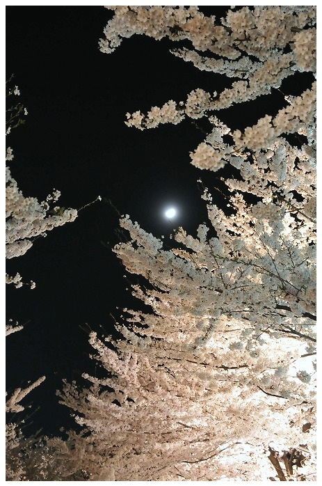 sakura