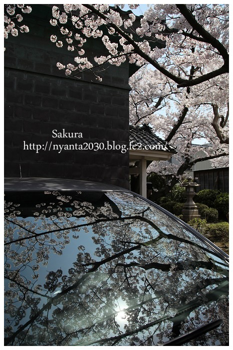桜写る