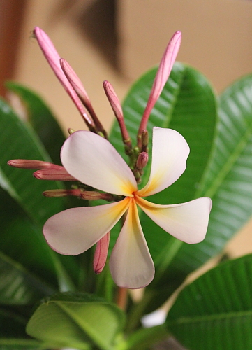 plumeria3-31.jpg