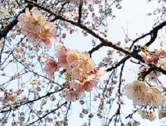 靖国神社の桜2013