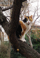 ちょぴちゃん