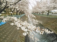 坂戸東団地桜並木