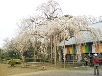 慈願寺しだれ桜