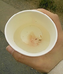 桜湯