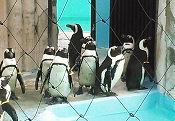 ペンギン
