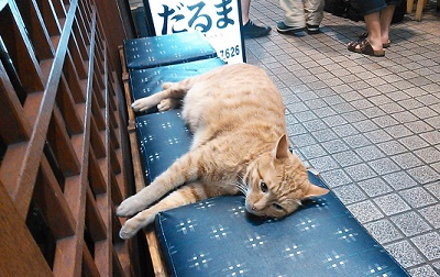 0629月島のねこ