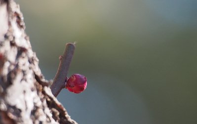 20130225f.jpg