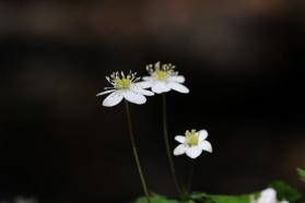 20130409a.jpg