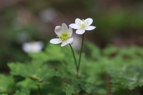 20130409b.jpg