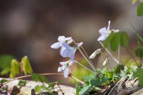 20130409c.jpg