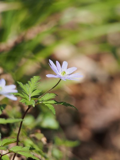 20130514d.jpg