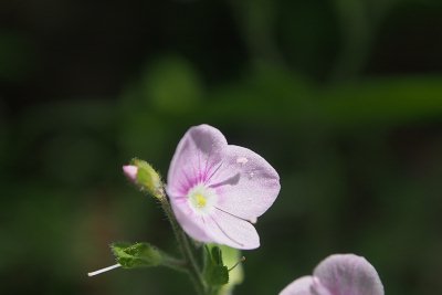 20130531g.jpg