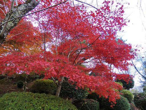 尾関山紅葉５縮小