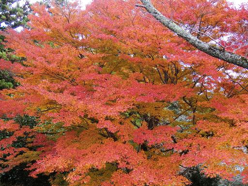 尾関山紅葉７縮小
