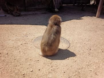 2014小豆島_15_さる